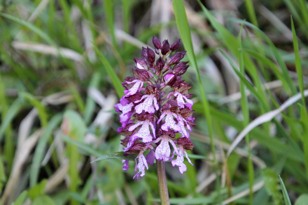 Orchis purpurea dico bene?